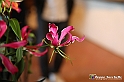 VBS_0190 - Corollaria Flower Exhibition 2022